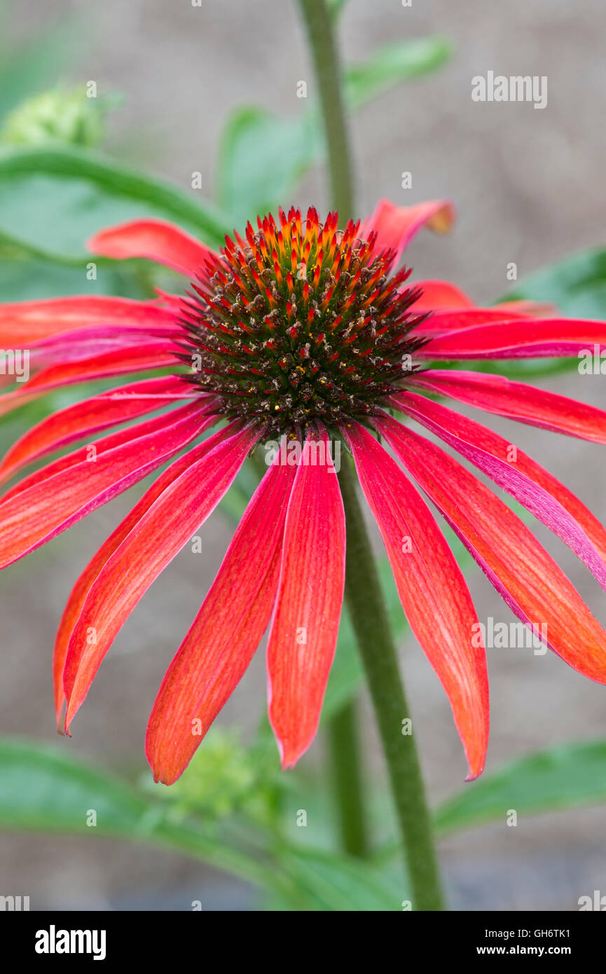 Echinacea Purpurea "Hot Summer". Sonnenhut Stockfoto
