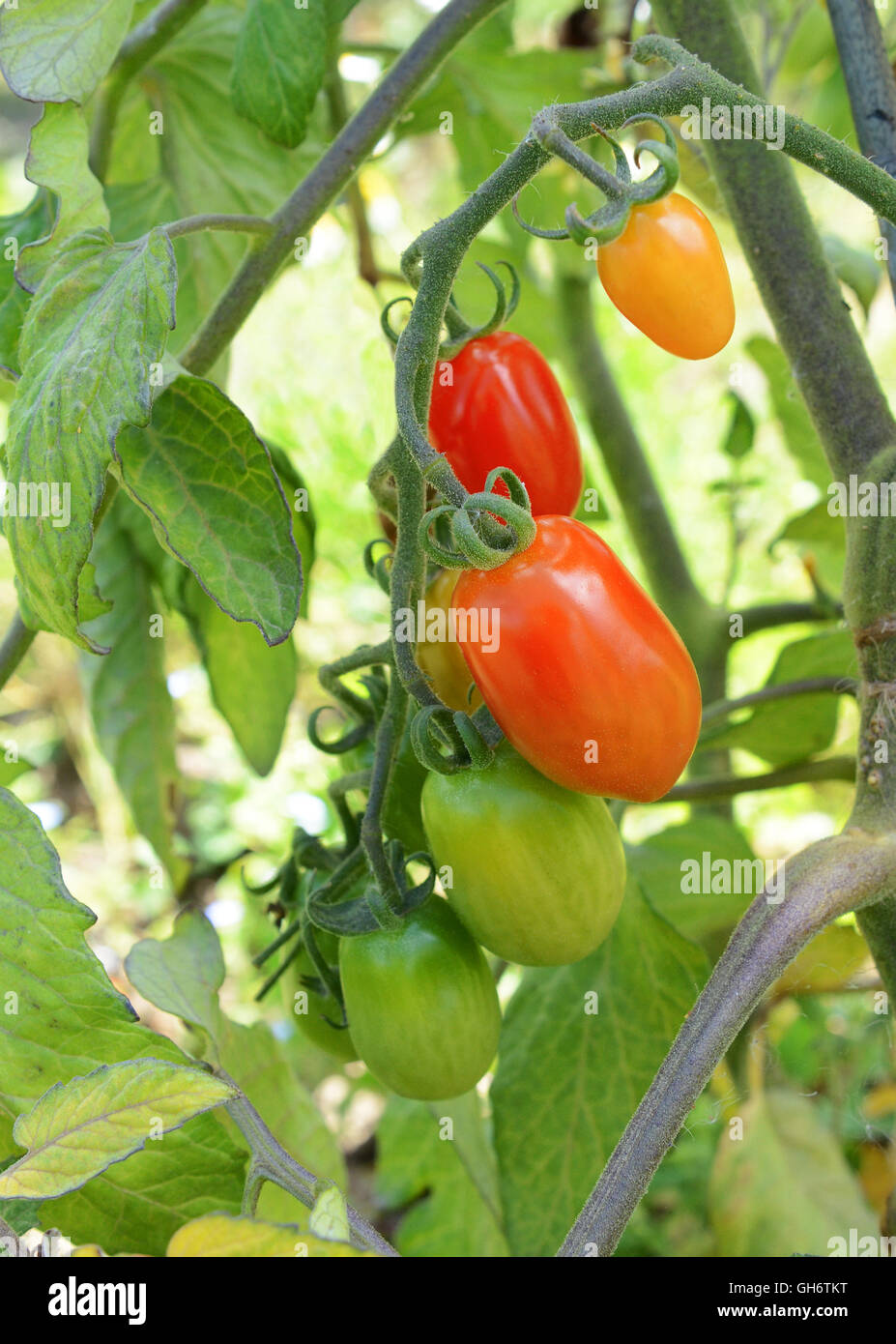 Roten Eiertomaten beginnen zu Reifen auf den Weinanbau in einer Zuteilung Stockfoto