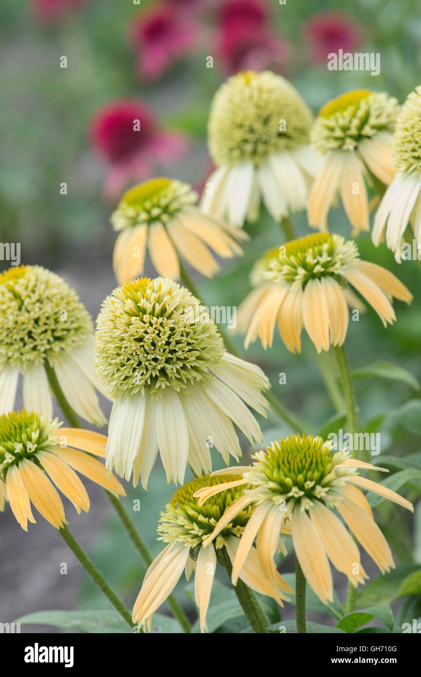 Echinacea-Double Scoop Zitronencreme. Sonnenhut Stockfoto