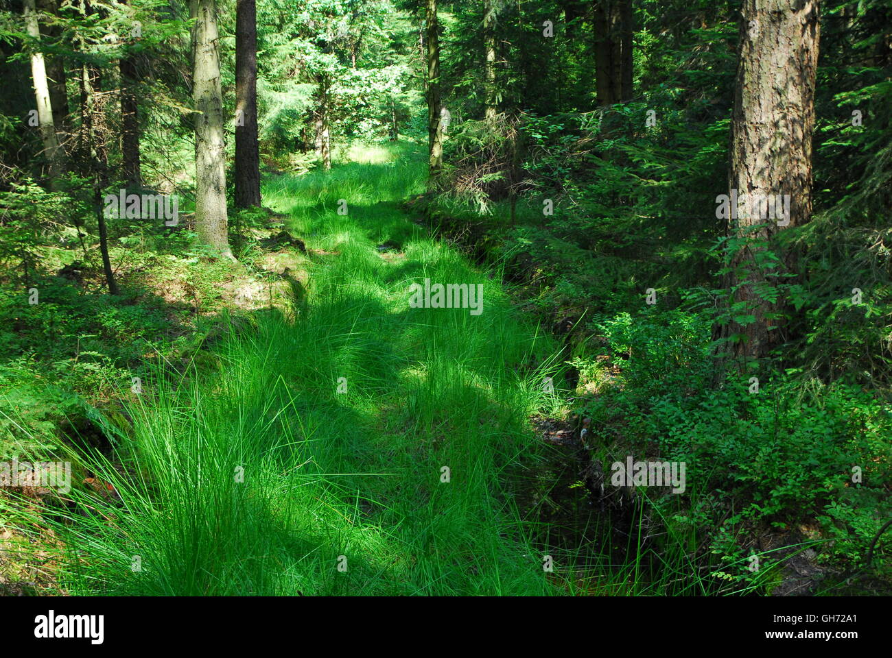 Waldgras, grünes, grünes Gras Stockfoto