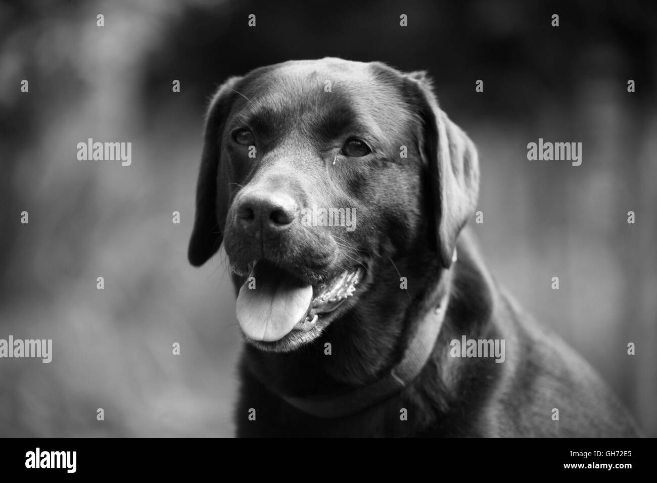 Hund im Freien, große Rasse Hund, Hund-Fotografie, Hund Portrait, Tierärzte, schwarz / weiß Fotografie, Tiere, Haustiere Stockfoto