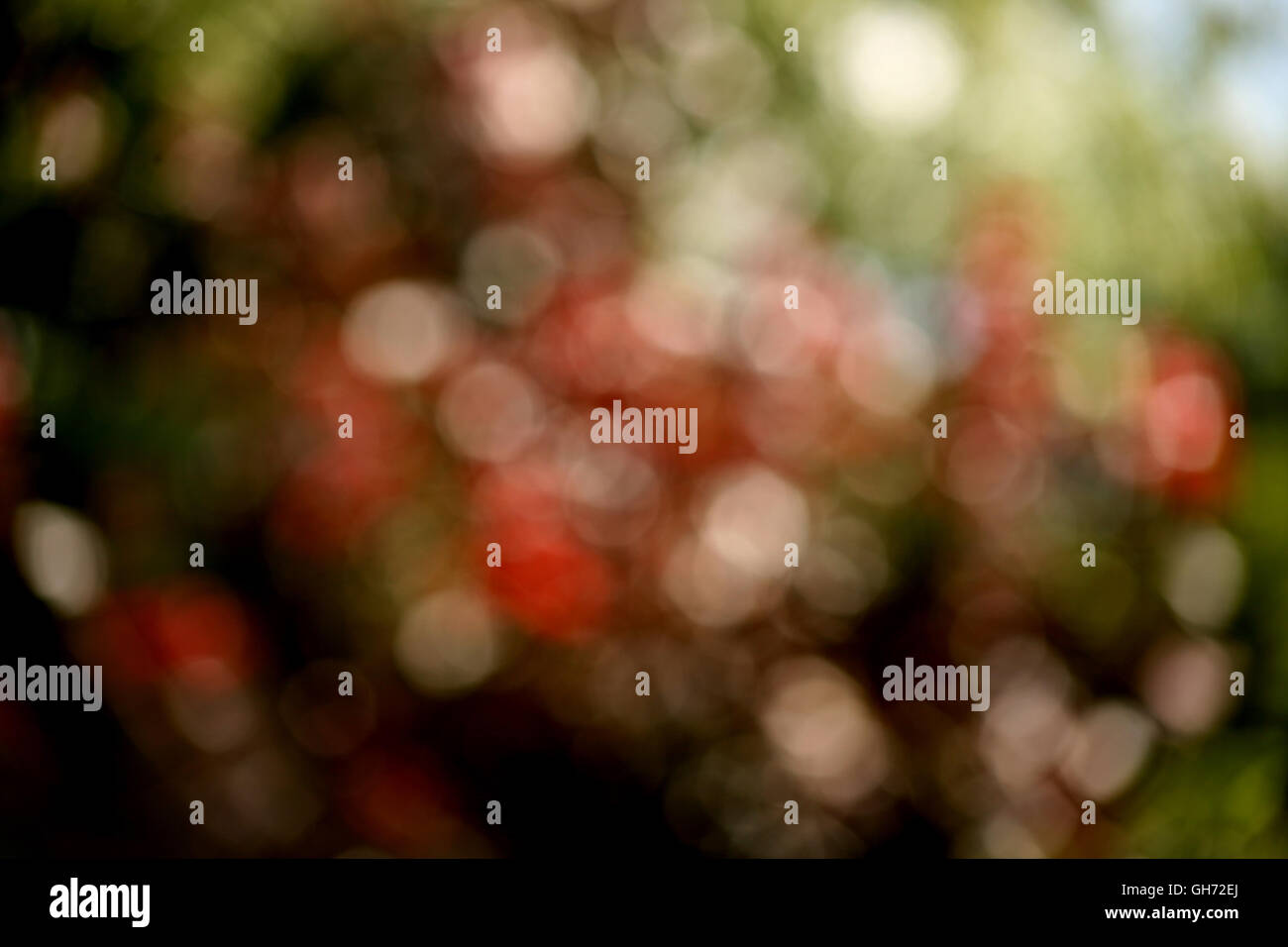 Bokeh Tiefenschärfe Stockfoto