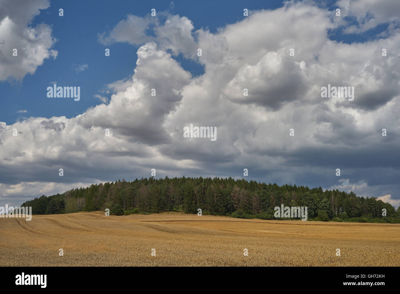 Malerische Wolken über Reife Weizenfelder Niederschlesien in der Nähe von Dzierzoniow Stockfoto