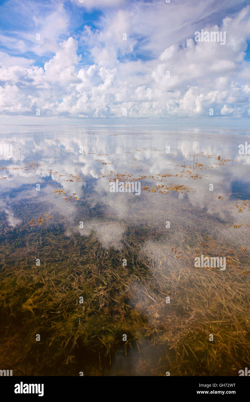 Biscayne Bay und die Seegraswiesen Stockfoto