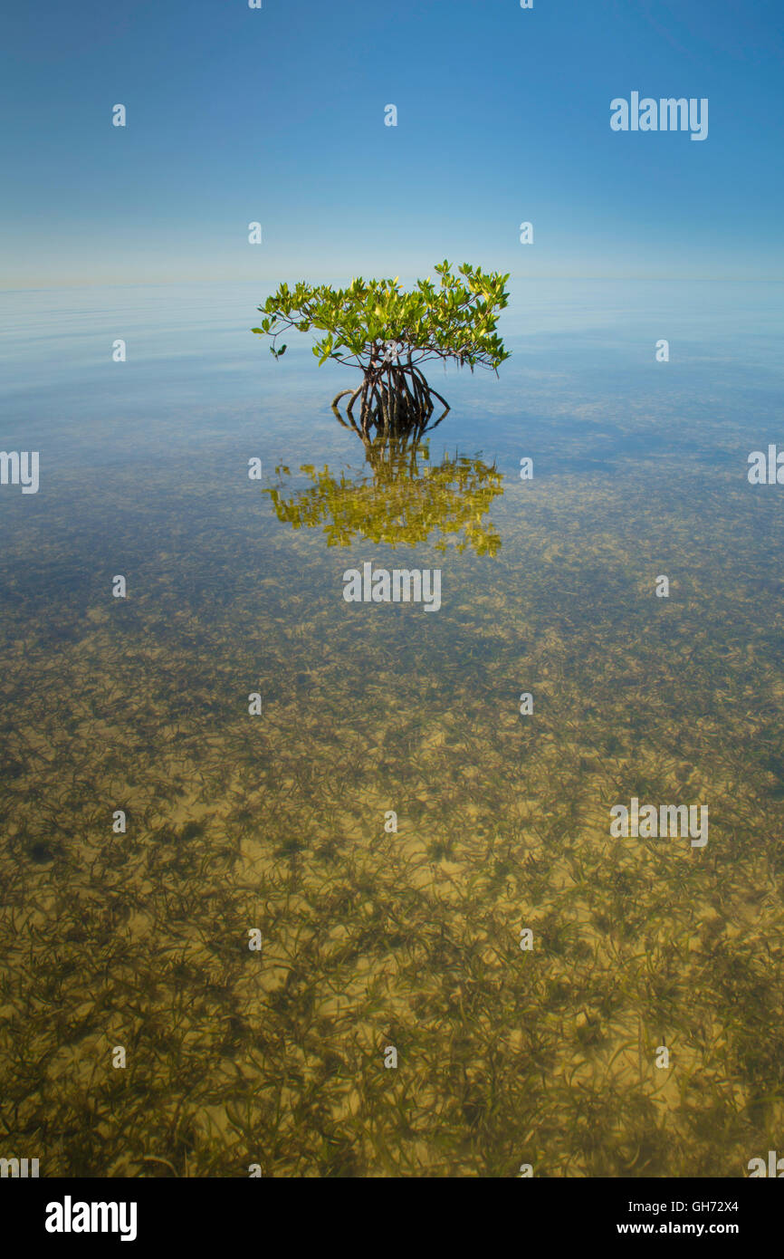 Seegraswiesen zeigen sich in den flachen Gewässern der Biscayne Bay Stockfoto