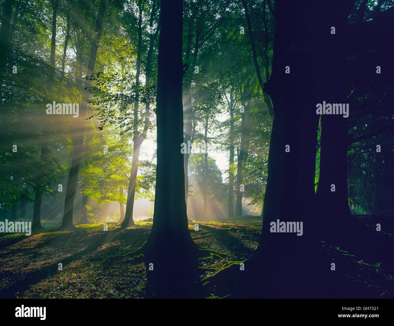 Buche Wälder in den Chiltern Hills in der Morgendämmerung mit Nebel und Sonnenstrahlen Herbst Stockfoto