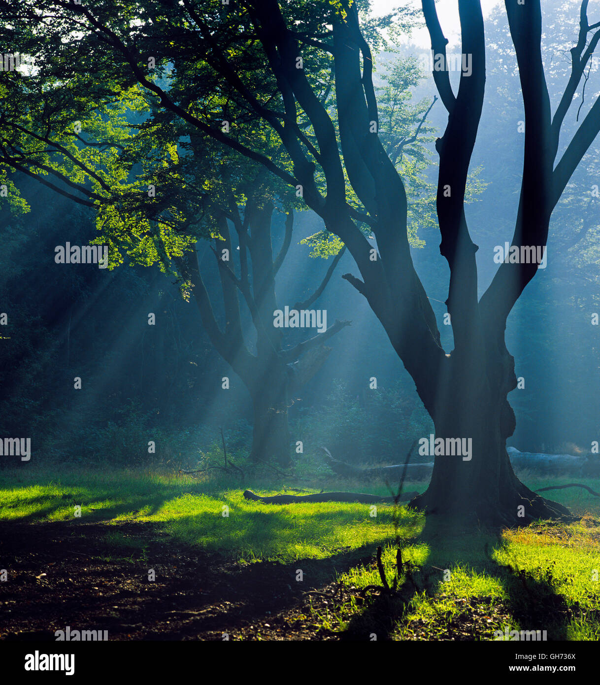 Buche Wälder in den Chiltern Hills in der Morgendämmerung mit Nebel und Sonnenstrahlen Herbst Stockfoto