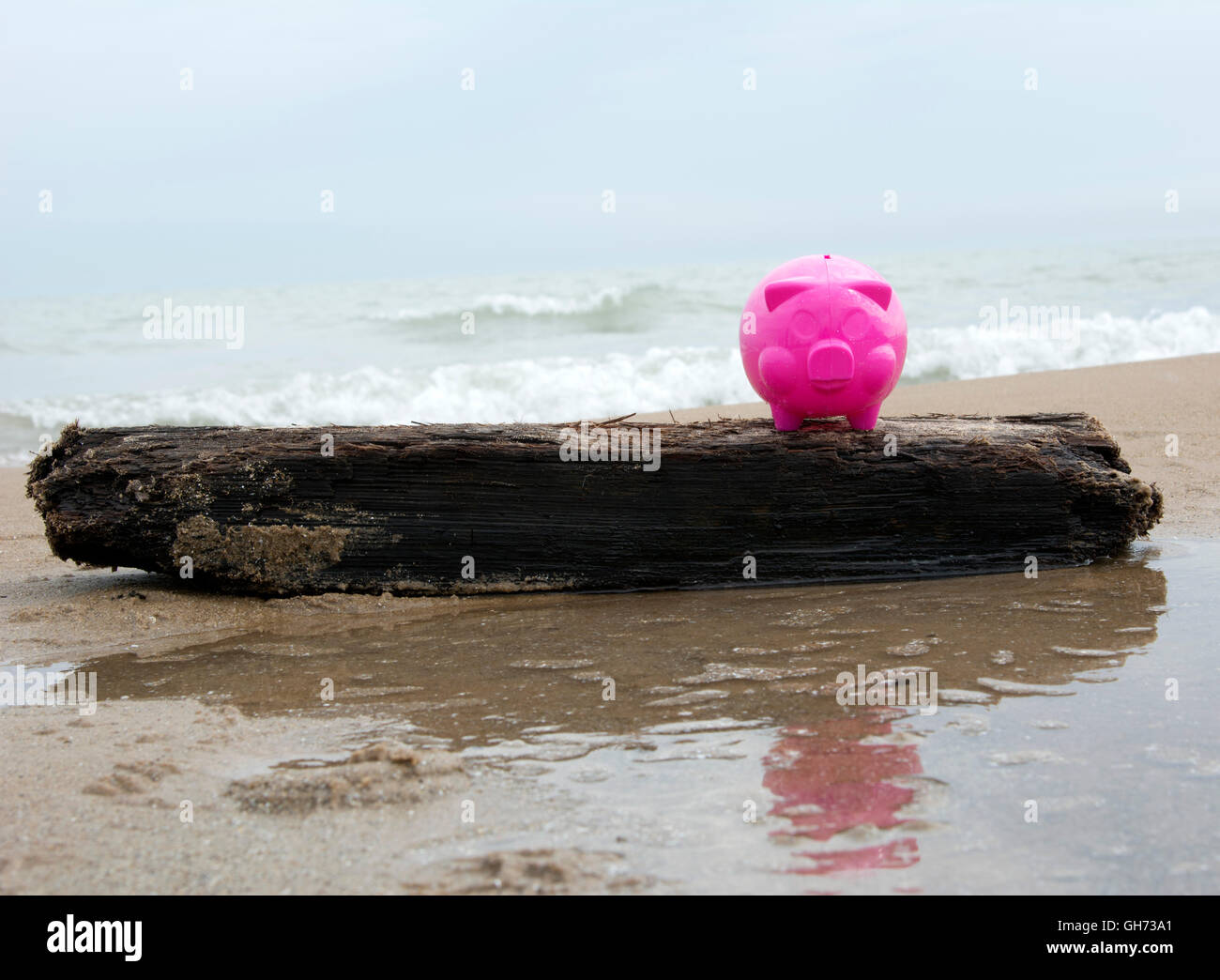 Rosa Sparschwein auf einem Baumstamm am Strand und seine Spiegelung im Lake Michigan und Chicago Stockfoto