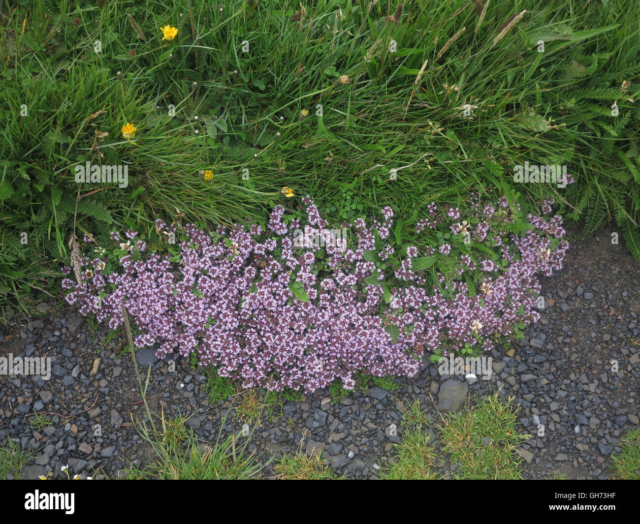 Wilder Thymian - Thymus Polytrichus - Lamiaceae - County Clare - Irland Stockfoto