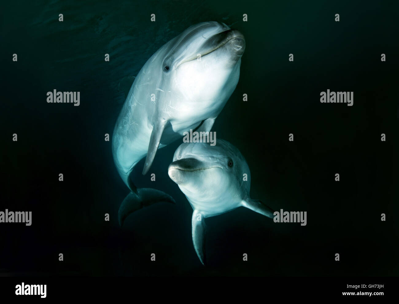 Zwei Delphine - gemeinsame Tümmler oder atlantische große Tümmler (Tursiops kürzt) Pazifik, Fernost Stockfoto