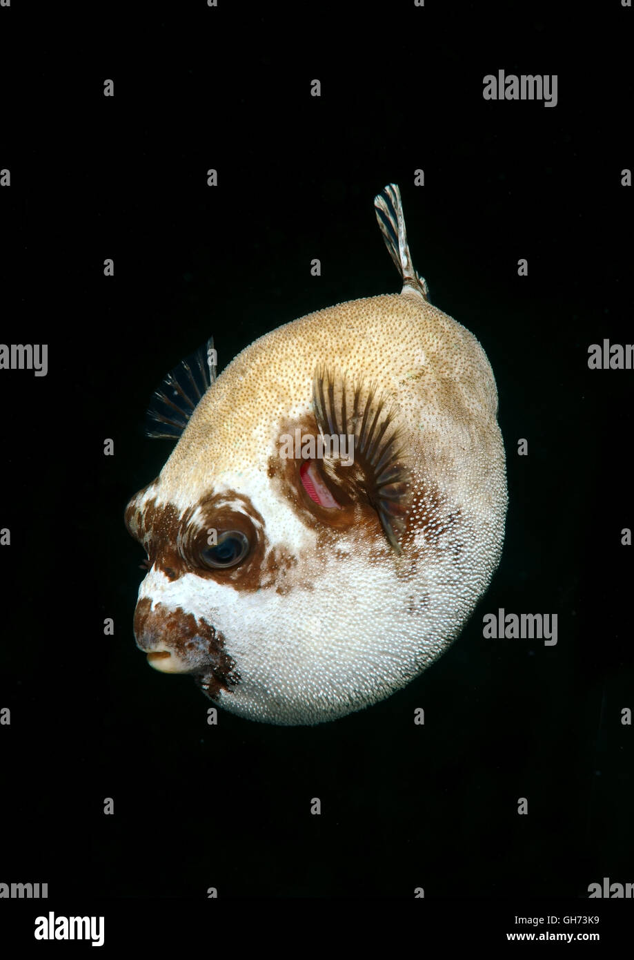 Maskierte Kugelfisch (Arothron Diadematus) Rotes Meer, Ägypten, Afrika Stockfoto