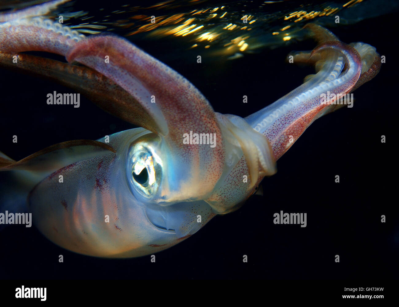 Bigfin Riff Tintenfisch, Inshore Tintenfisch oder ovale Tintenfisch (Sepioteuthis Lessoniana) bedrohliche Haltung vor dem Angriff, Rotes Meer, Ägypten, Stockfoto