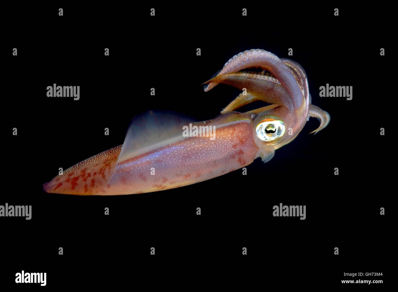 Bigfin Riff Tintenfisch, Inshore Tintenfisch oder ovale Tintenfisch (Sepioteuthis Lessoniana) bedrohliche Haltung vor dem Angriff, Rotes Meer, Ägypten, Stockfoto