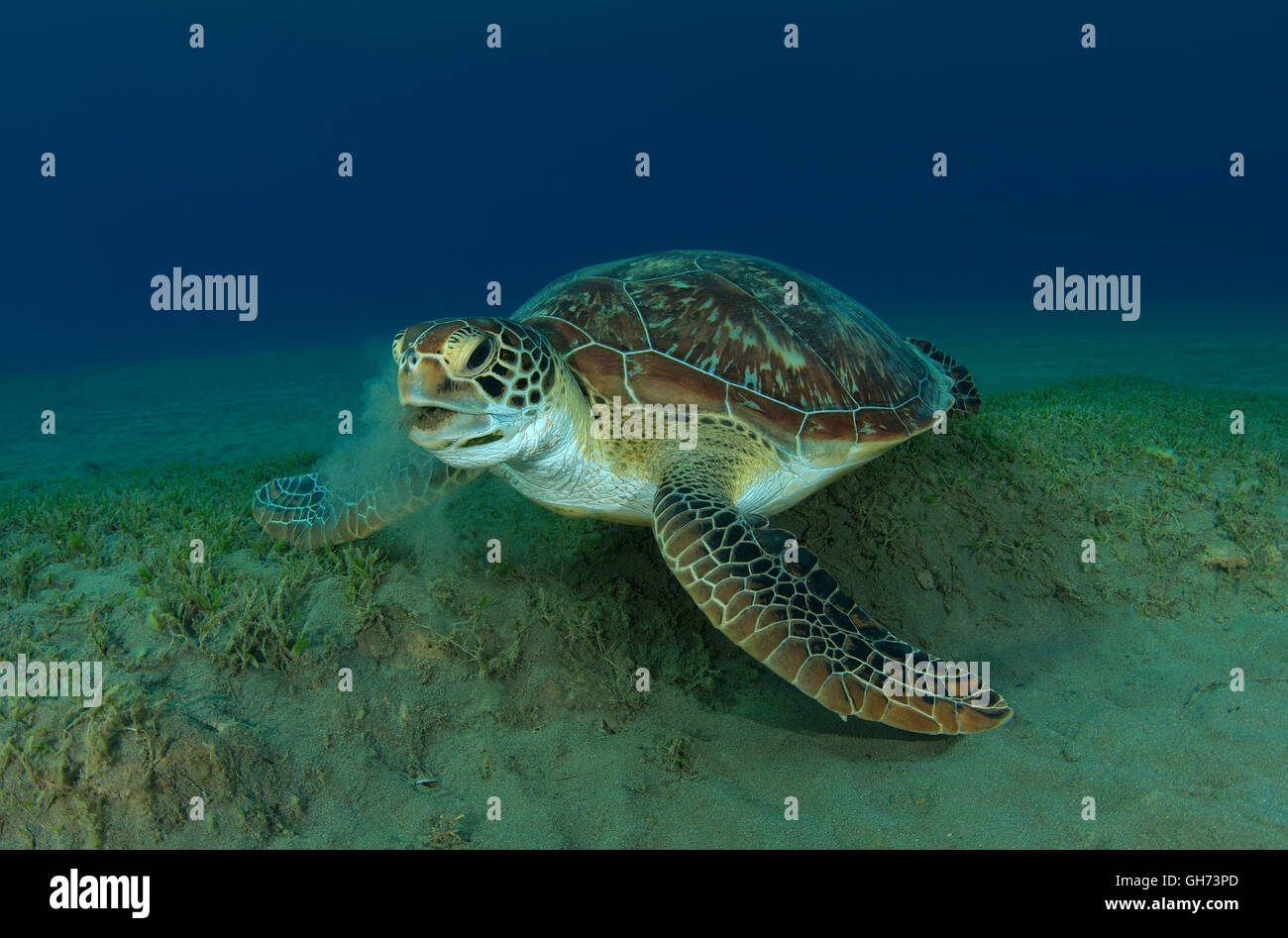 Grüne Meeresschildkröte oder Pazifische Suppenschildkröte (Chelonia Mydas) Essen Seegras am Boden, Rotes Meer, Ägypten, Afrika Stockfoto