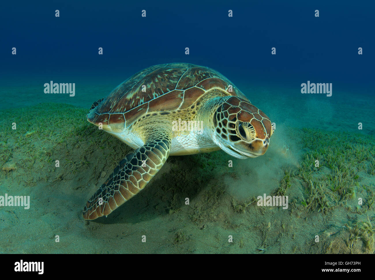 Grüne Meeresschildkröte oder Pazifische Suppenschildkröte (Chelonia Mydas) Essen Seegras am Boden, Rotes Meer, Ägypten, Afrika Stockfoto