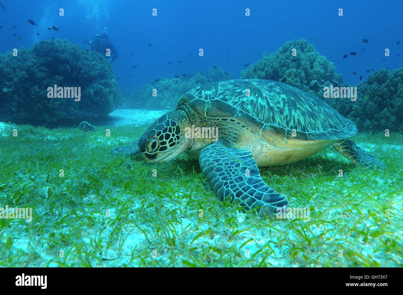 Grüne Meeresschildkröte oder Pazifische Suppenschildkröte (Chelonia Mydas) Essen Seegras auf der Unterseite, Indo-Pazifik, Philippinen, Südosten A Stockfoto