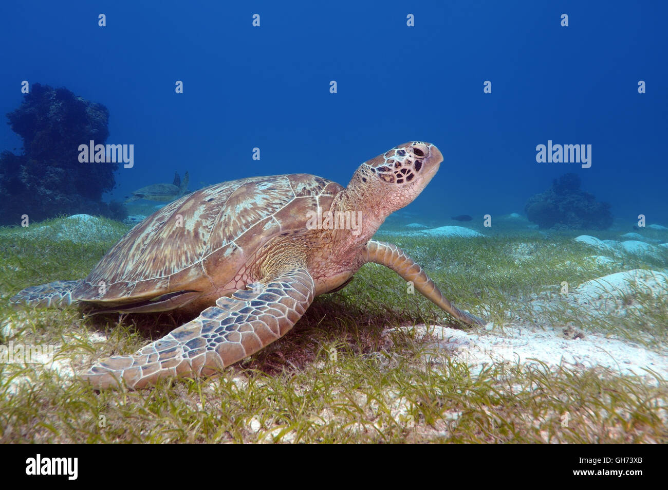 Grüne Meeresschildkröte oder Pazifische Suppenschildkröte (Chelonia Mydas) sitzt auf einem sandigen Boden, Indo-Pazifik, Philippinen, Südostasien Stockfoto