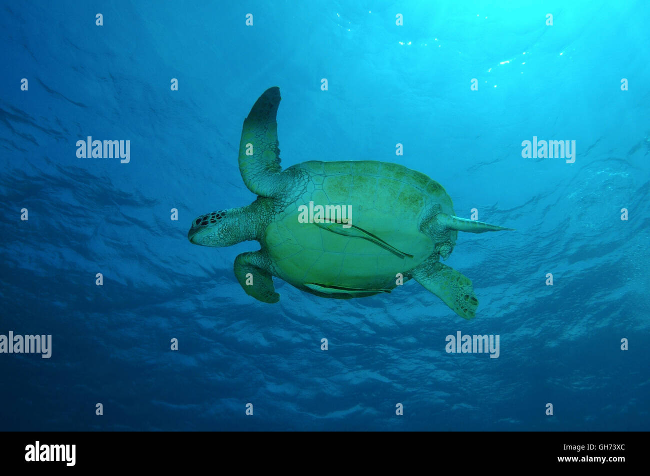 Grüne Meeresschildkröte oder Schwimmen im blauen Wasser, Indo-Pazifik, Philippinen, Südost-Asien Pazifische Suppenschildkröte (Chelonia Mydas) Stockfoto