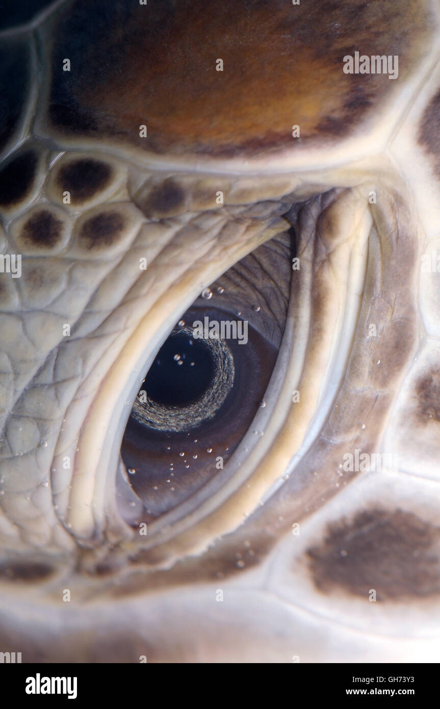 Schildkröte Auge - grüne Meeresschildkröte oder Pacific grüne Schildkröten (Chelonia Mydas) Rotes Meer, Ägypten, Afrika Stockfoto