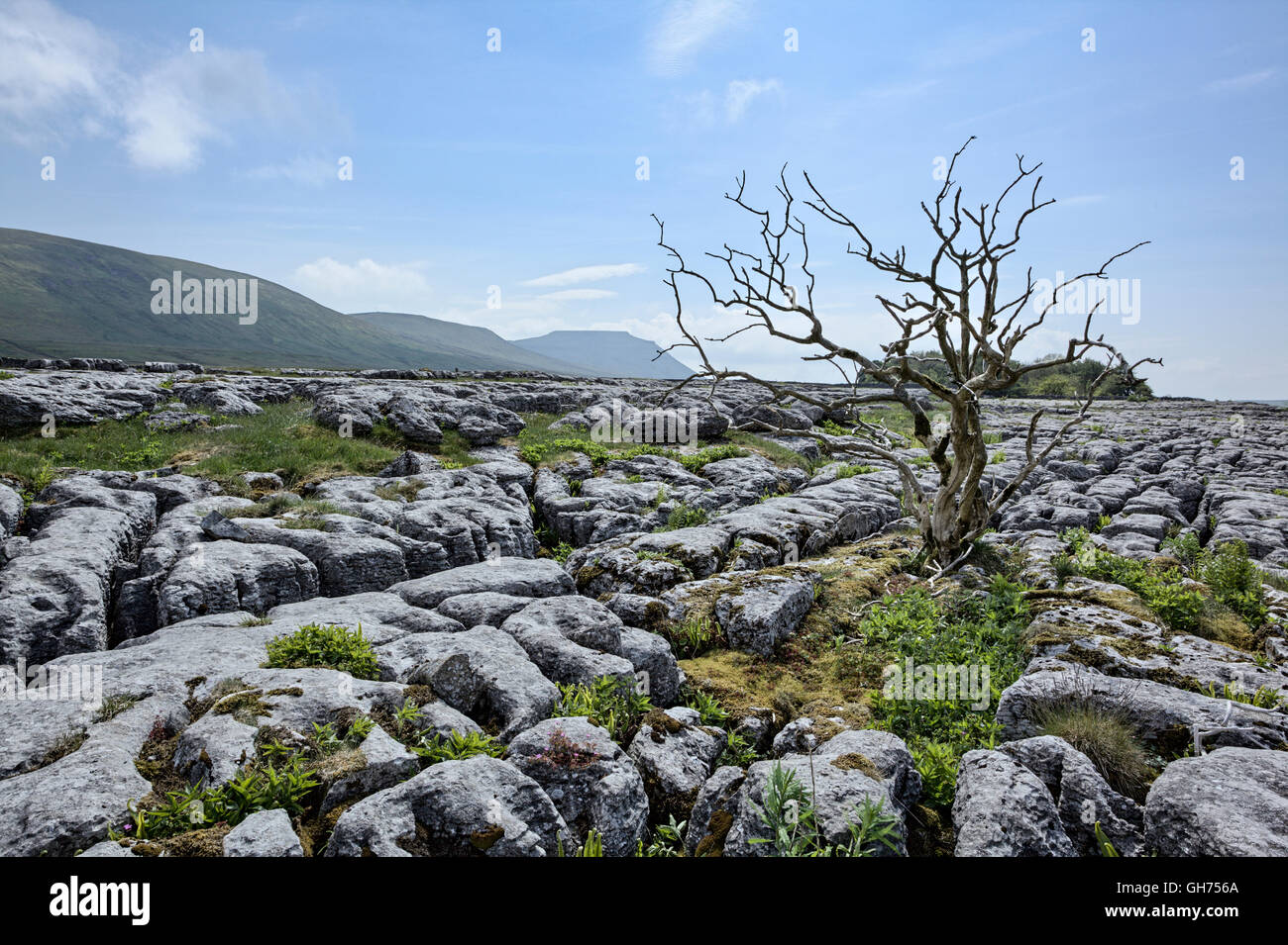 Ingleborough aus Kalkstein Pflaster Stockfoto