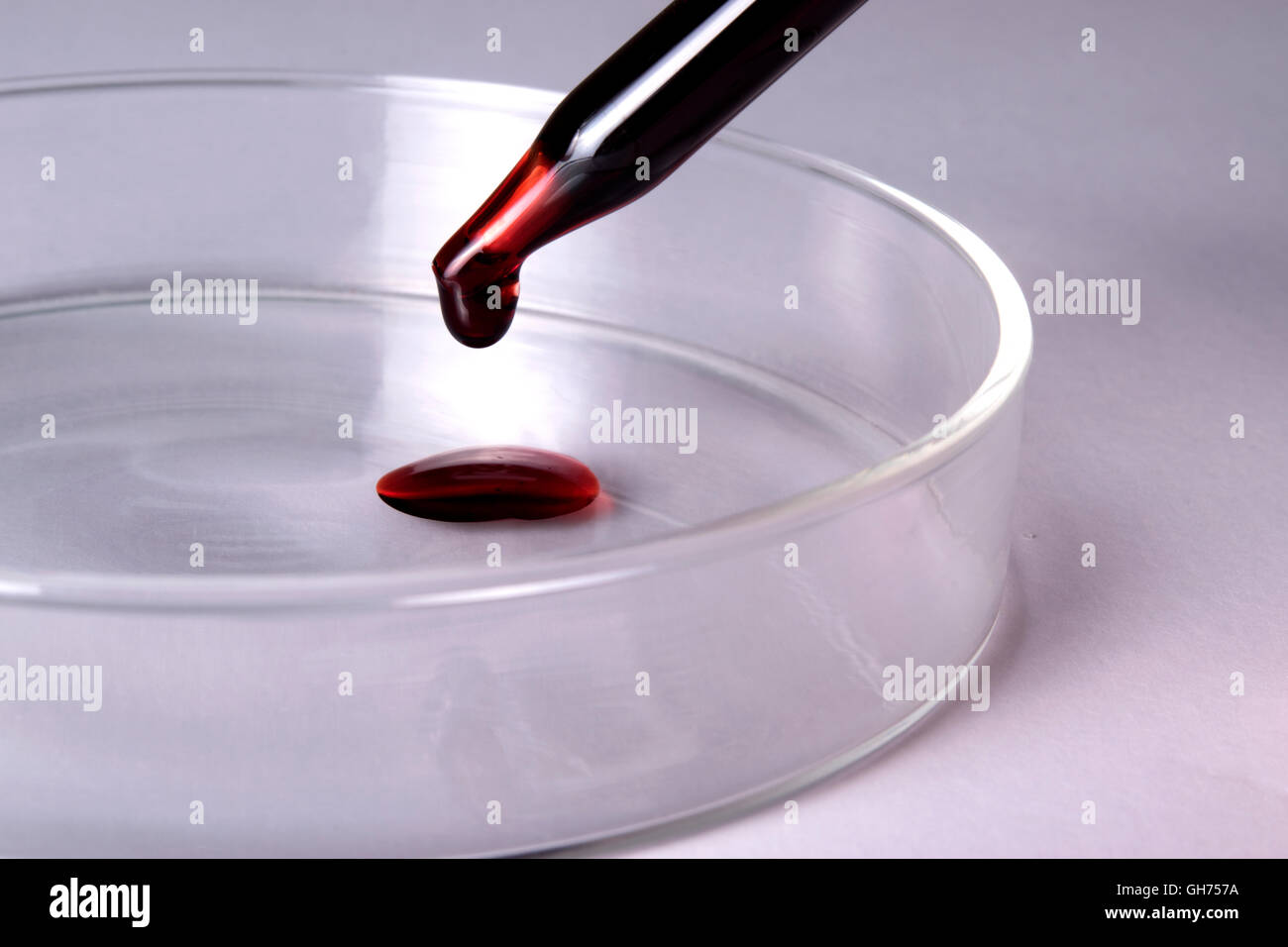 Tropfen Blut auf Petrischale Stockfoto