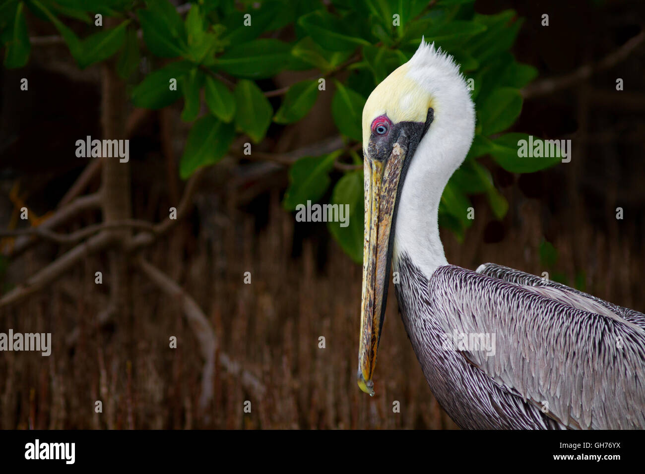 Brauner Pelikan steht vor dem Hintergrund des schwarzen Mangrovenbäume mit Luftwurzeln auf Key Largo in Florida Bucht. Stockfoto