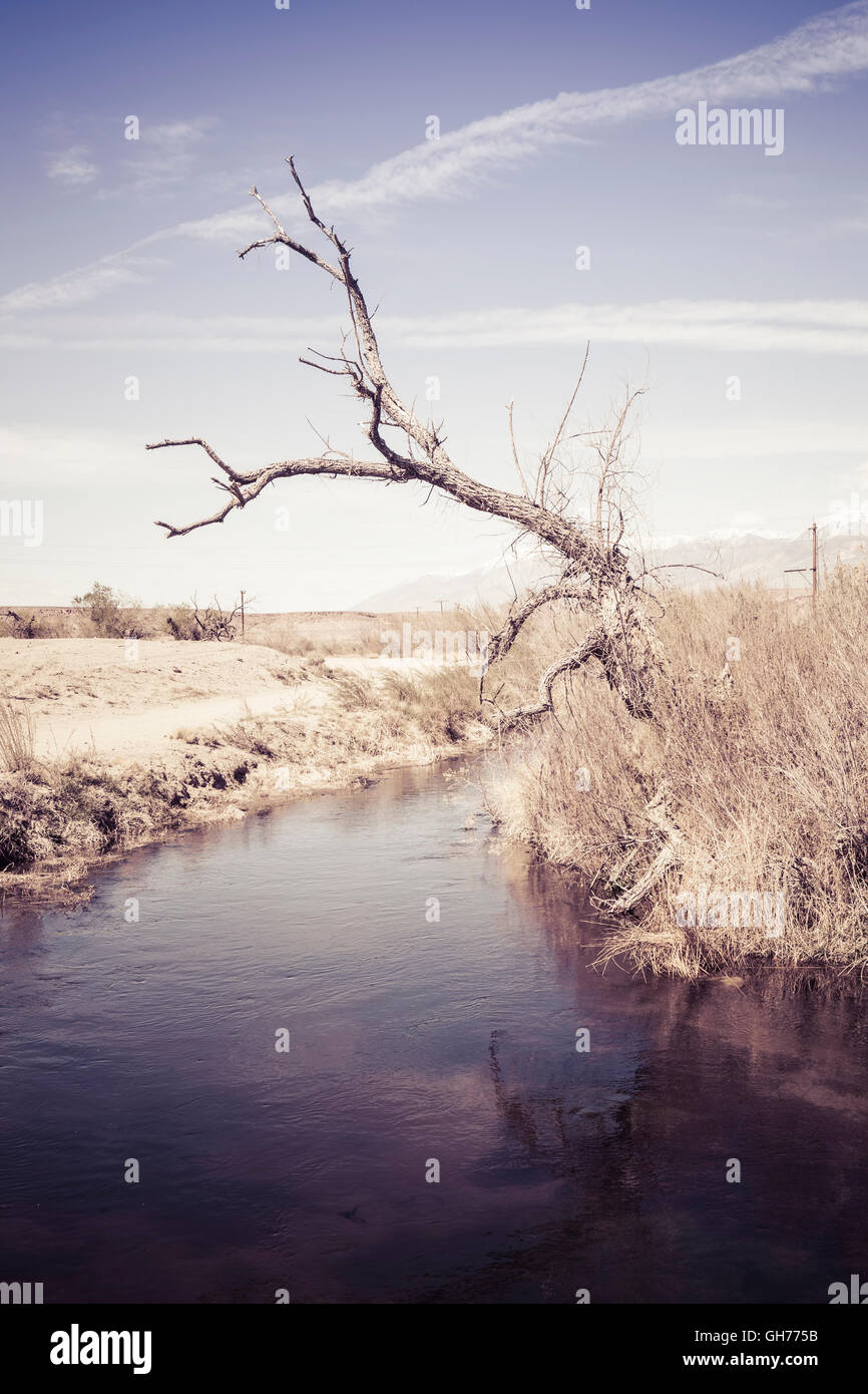 Abzweigung Wasserkanal mit einem toten Baum in der Wüste in der Nähe von Bischof California. Stockfoto