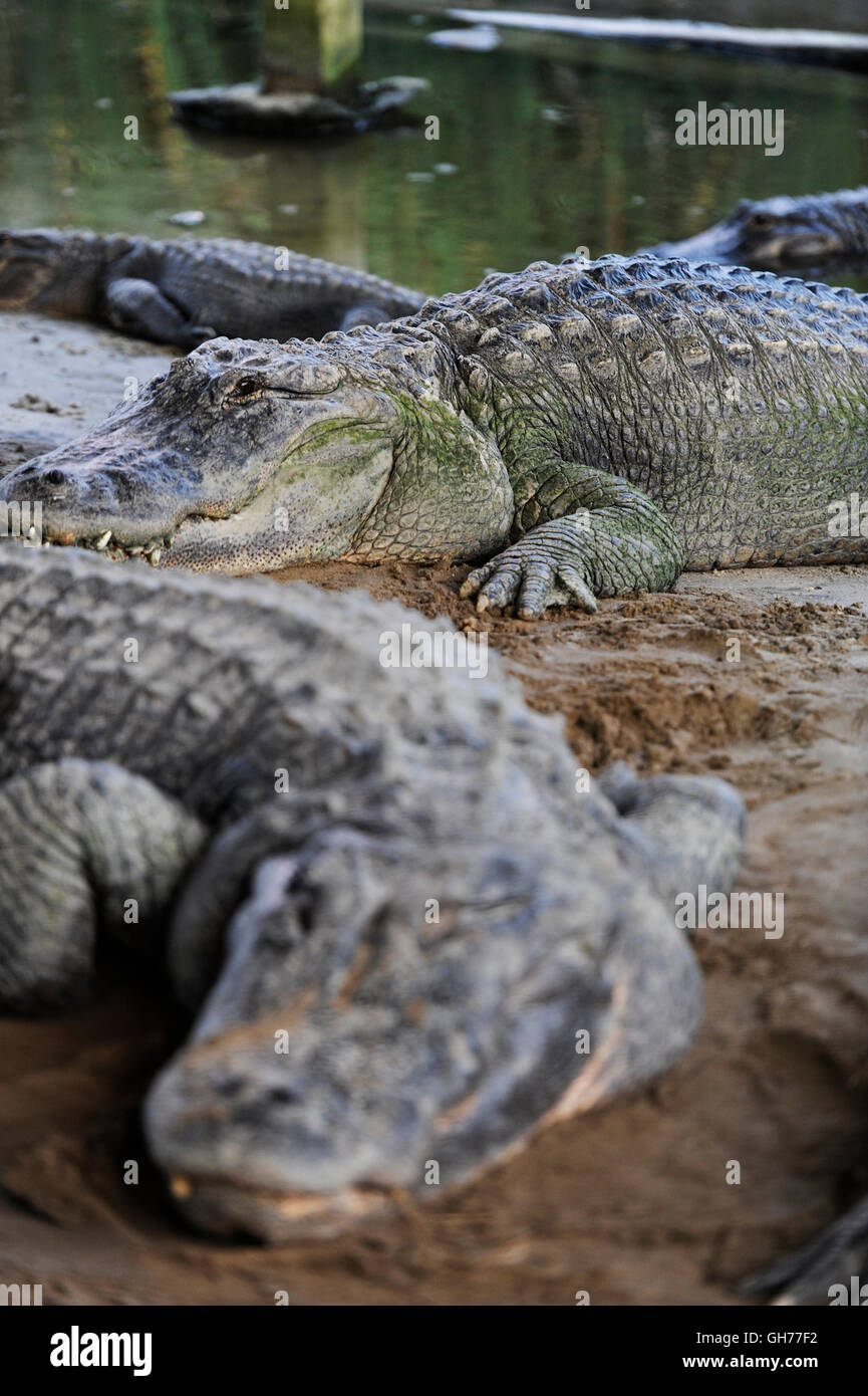 Alligatoren am schlammigen Ufer Stockfoto