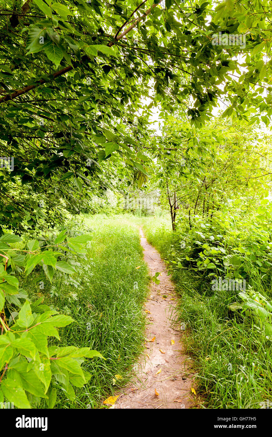 Ein Wanderweg im Wald während ein Sommermorgen Stockfoto