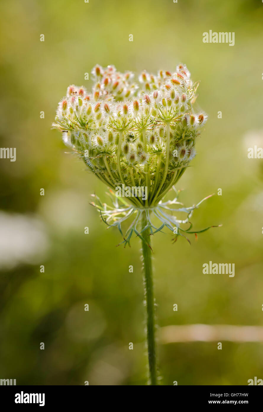 Makro von einem geschlossenen Wilde Möhre (Daucus Carota) in der Nähe von einem See in Kiew, Ukraine Stockfoto