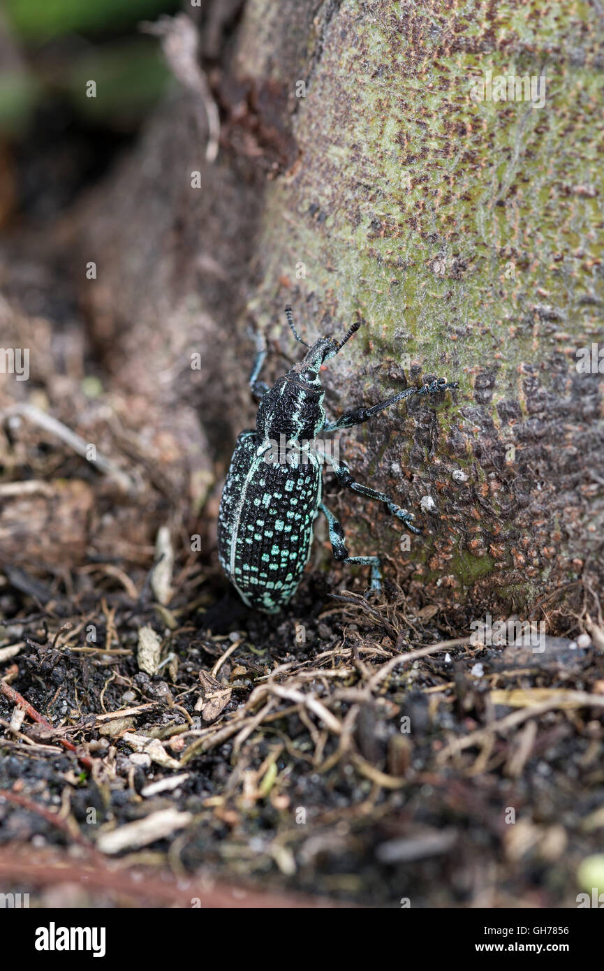 Botany Bay Diamond Weevil weiblich Eiablage auf Basis der Akazie Baum Stockfoto