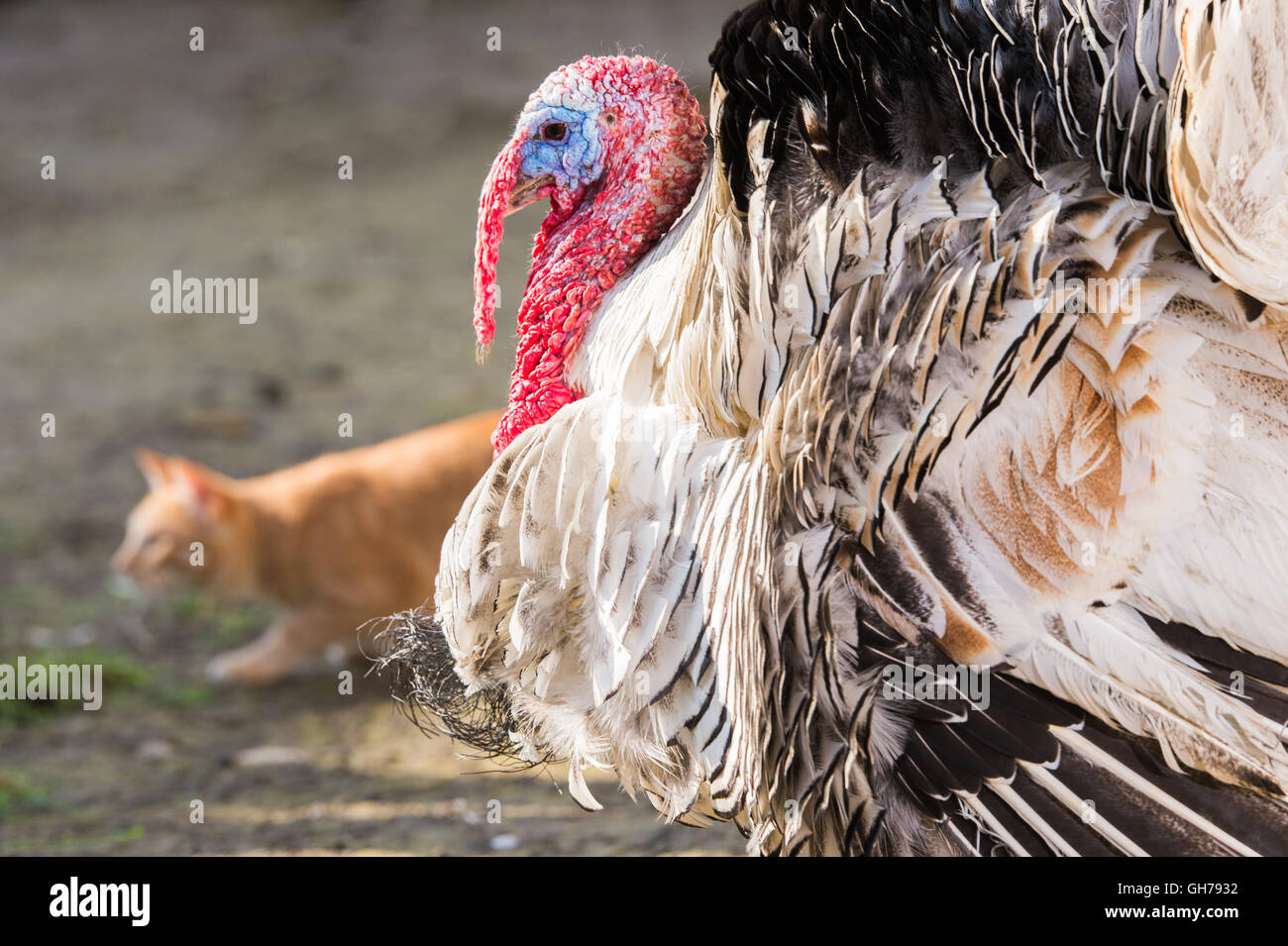 schönen Türkei Vogel auf der farm Stockfoto