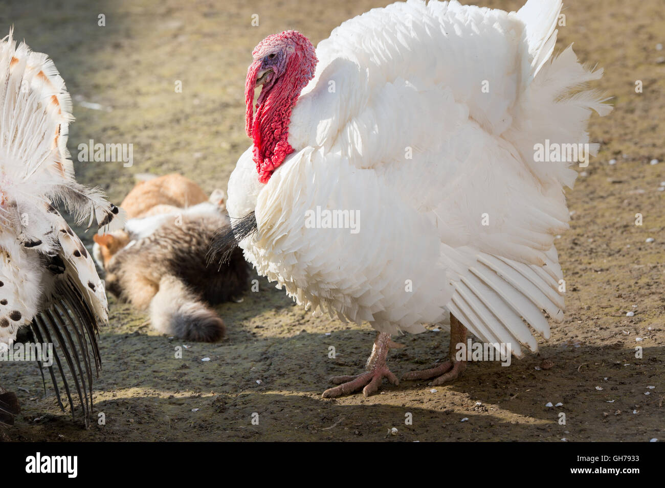 schönen Türkei Vogel auf der farm Stockfoto