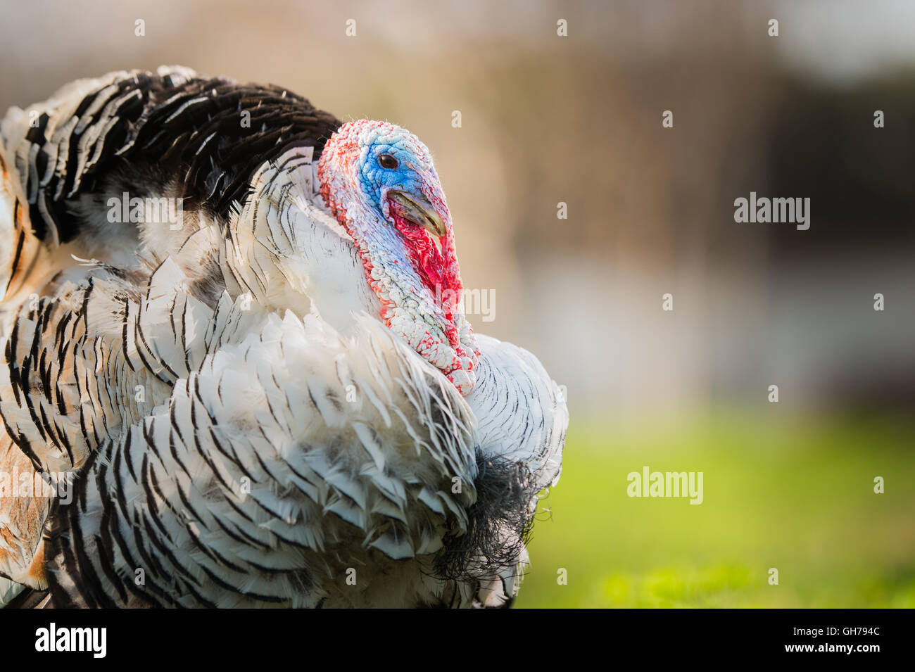 männliche Türkei auf einer grünen Wiese Stockfoto