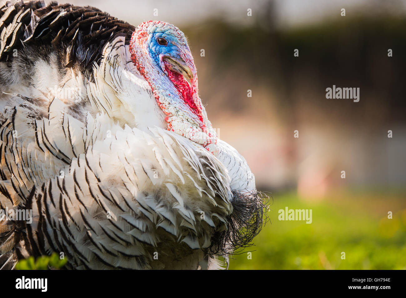 männliche Türkei auf einer grünen Wiese Stockfoto