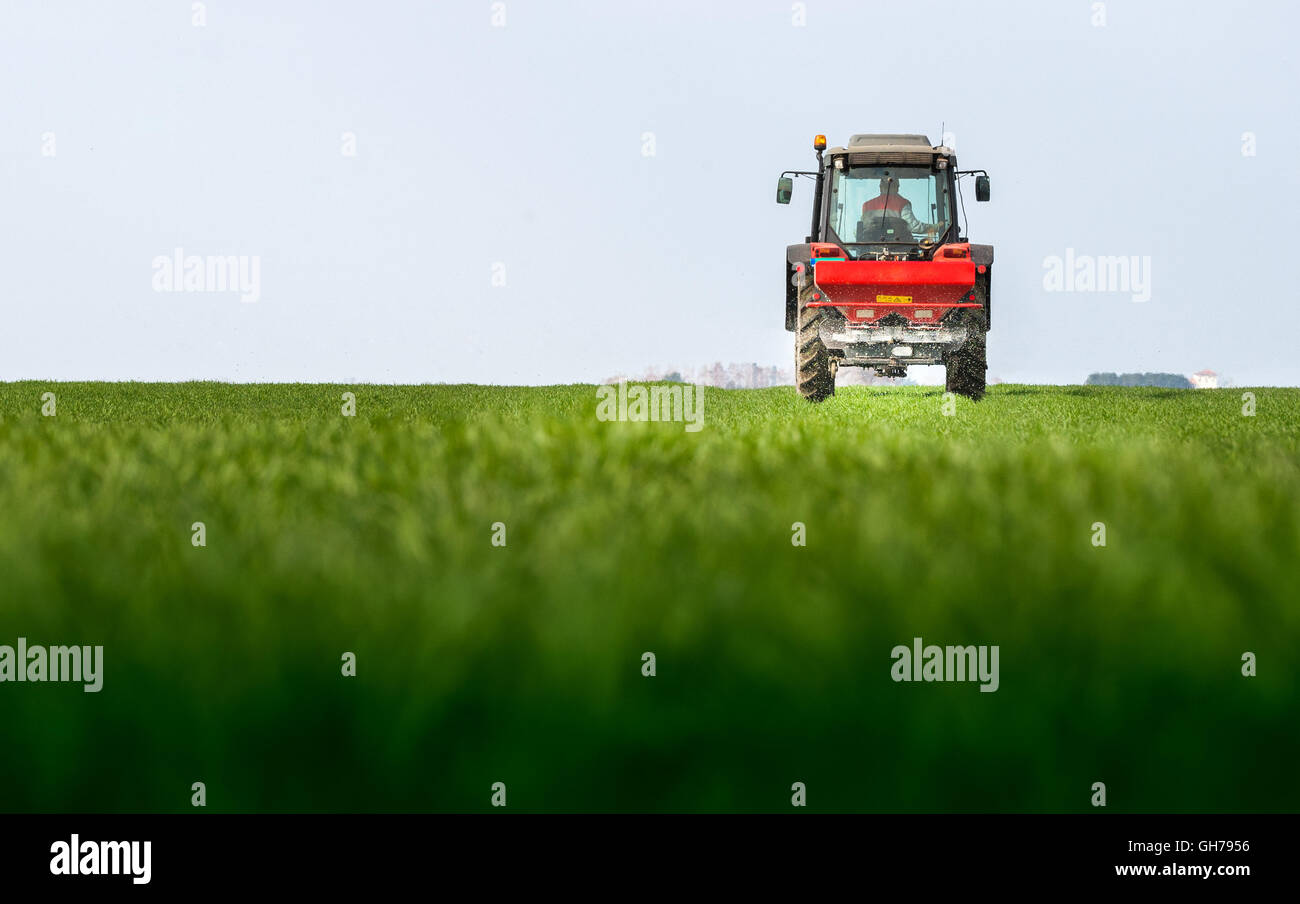 Traktor Düngung im Weizenfeld Stockfoto