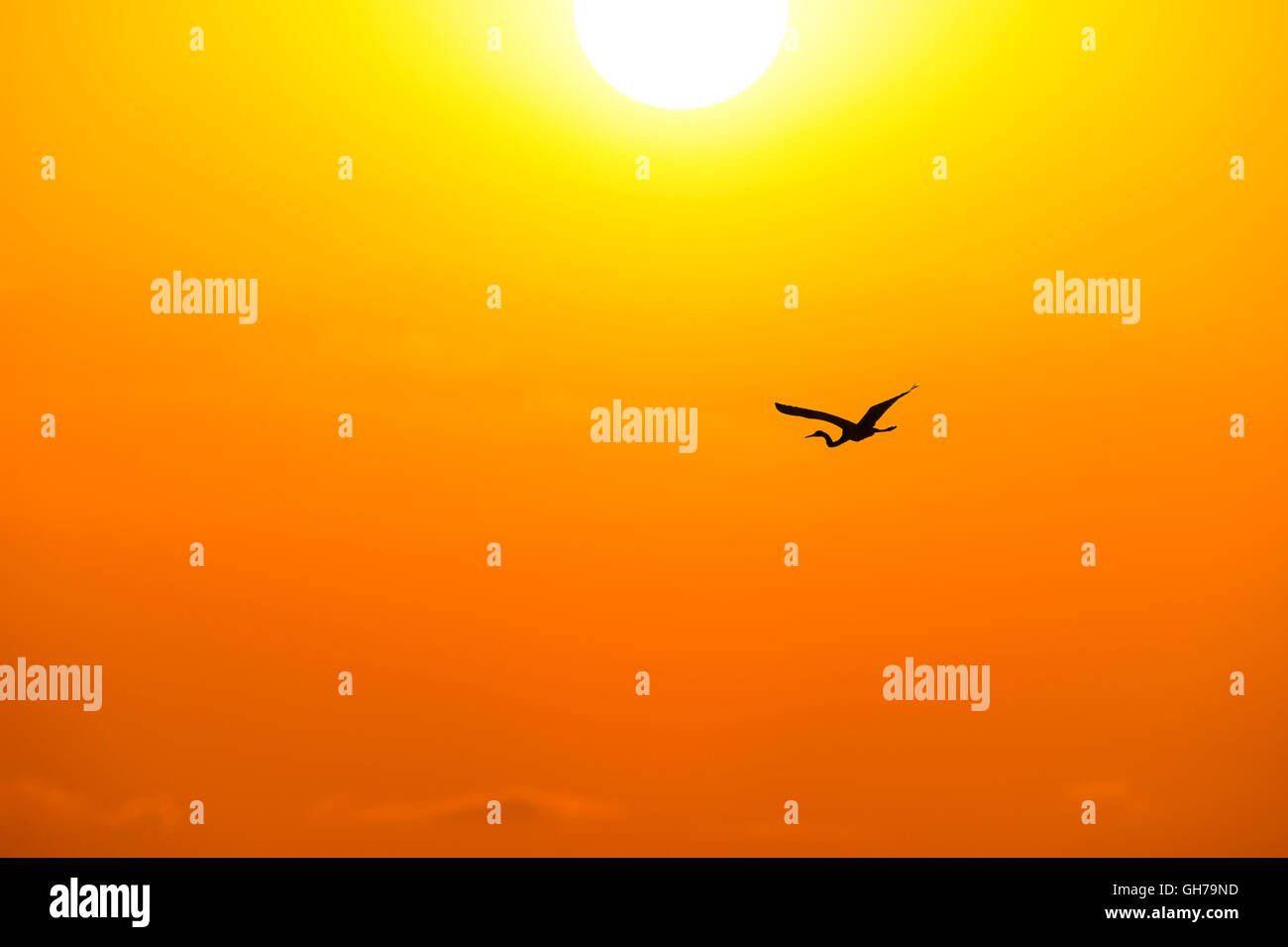 Vogel-Silhouette ist ein einziger Vogel fliegen über das Meer als Sonnenstrahlen platzte her von der Sonne. Stockfoto