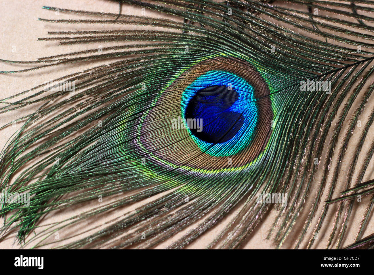 Peacock Feather Auge. Drei Pfau Schwanzfeder auf hölzernen Hintergrund. Stockfoto