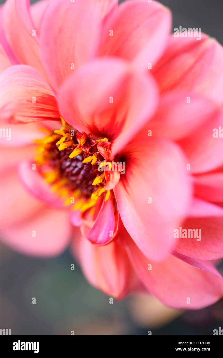 schöne dunkle feinblättrigen rosa Dahlie, schöne lange Blüte im ganzen Sommer Jane Ann Butler Fotografie JABP1544 Stockfoto