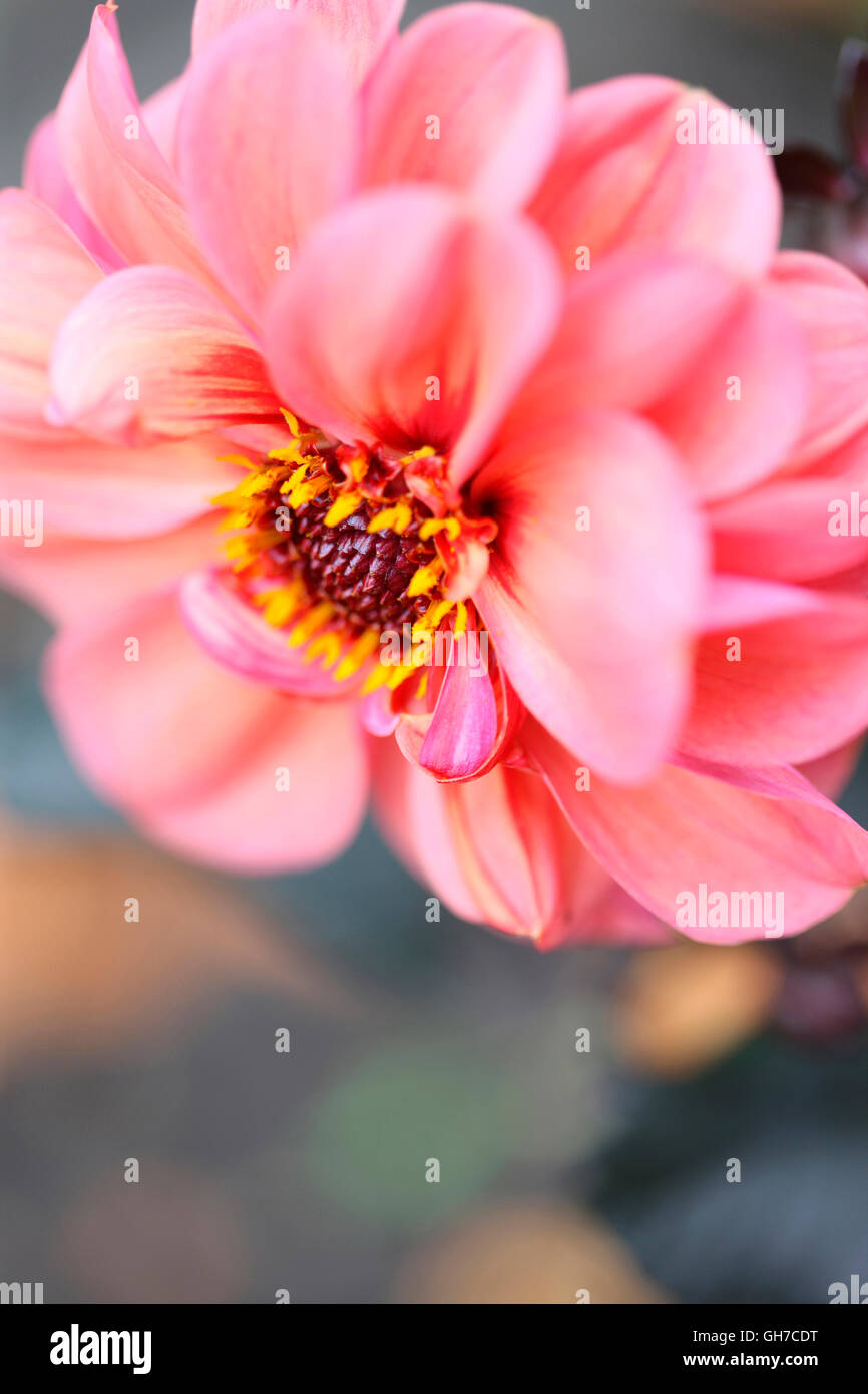 schöne dunkle feinblättrigen rosa Dahlie, schöne lange Blüte im ganzen Sommer Jane Ann Butler Fotografie JABP1543 Stockfoto
