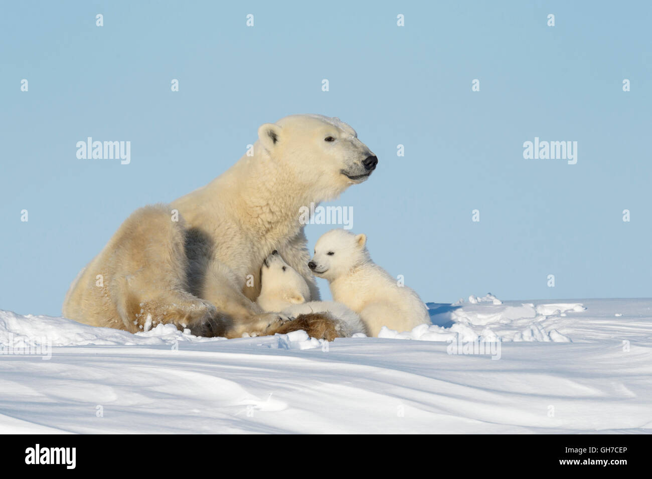 Eisbär-Mutter (Ursus Maritimus) mit zwei jungen, Wapusk-Nationalpark, Manitoba, Kanada Stockfoto