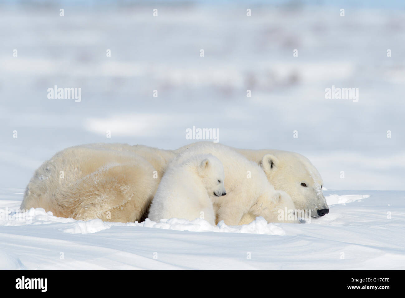 Eisbär-Mutter (Ursus Maritimus) mit zwei jungen, Wapusk-Nationalpark, Manitoba, Kanada Stockfoto