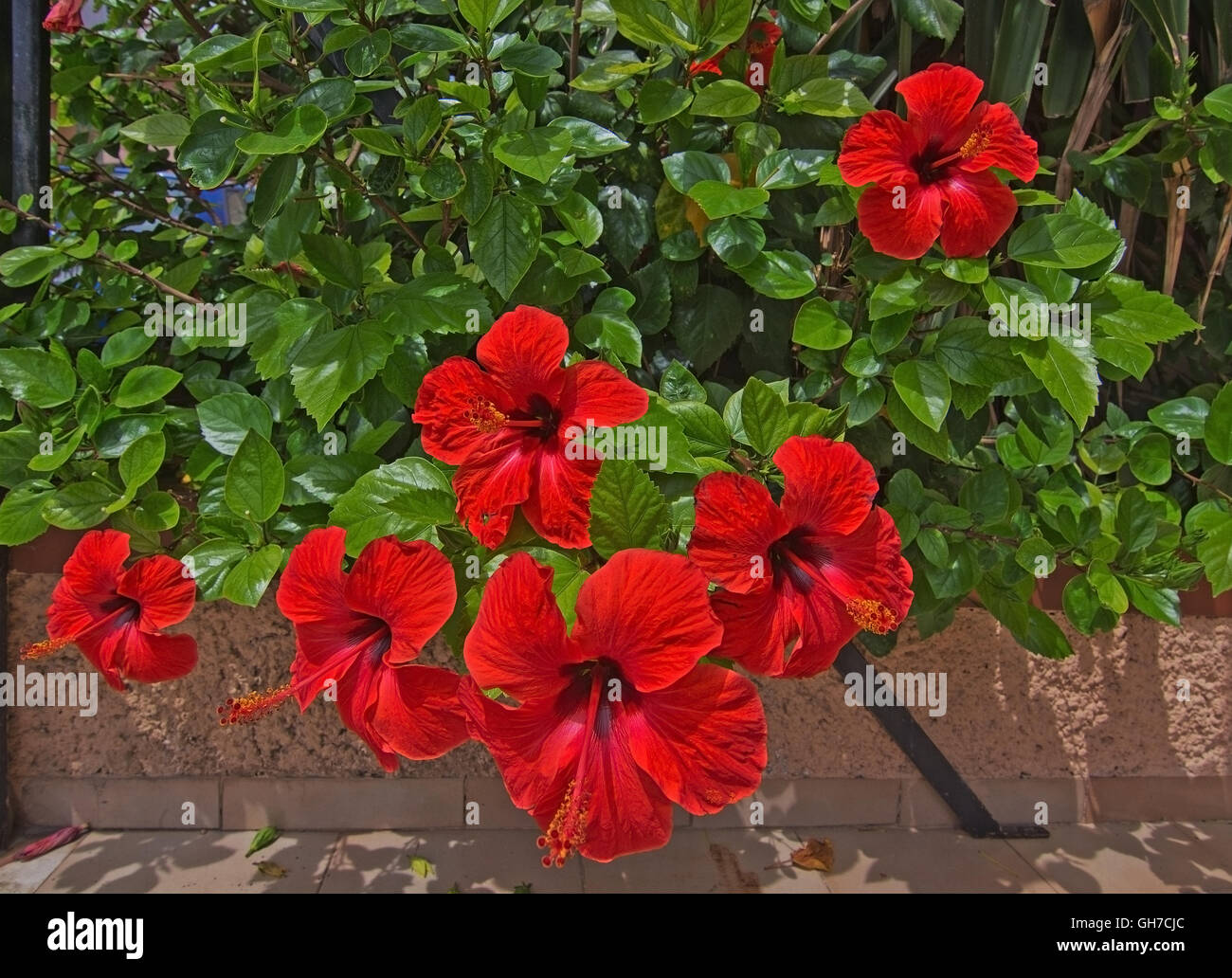 Roter Hibiskus Hibiscus Sinensis Blumen Nahaufnahme. Stockfoto