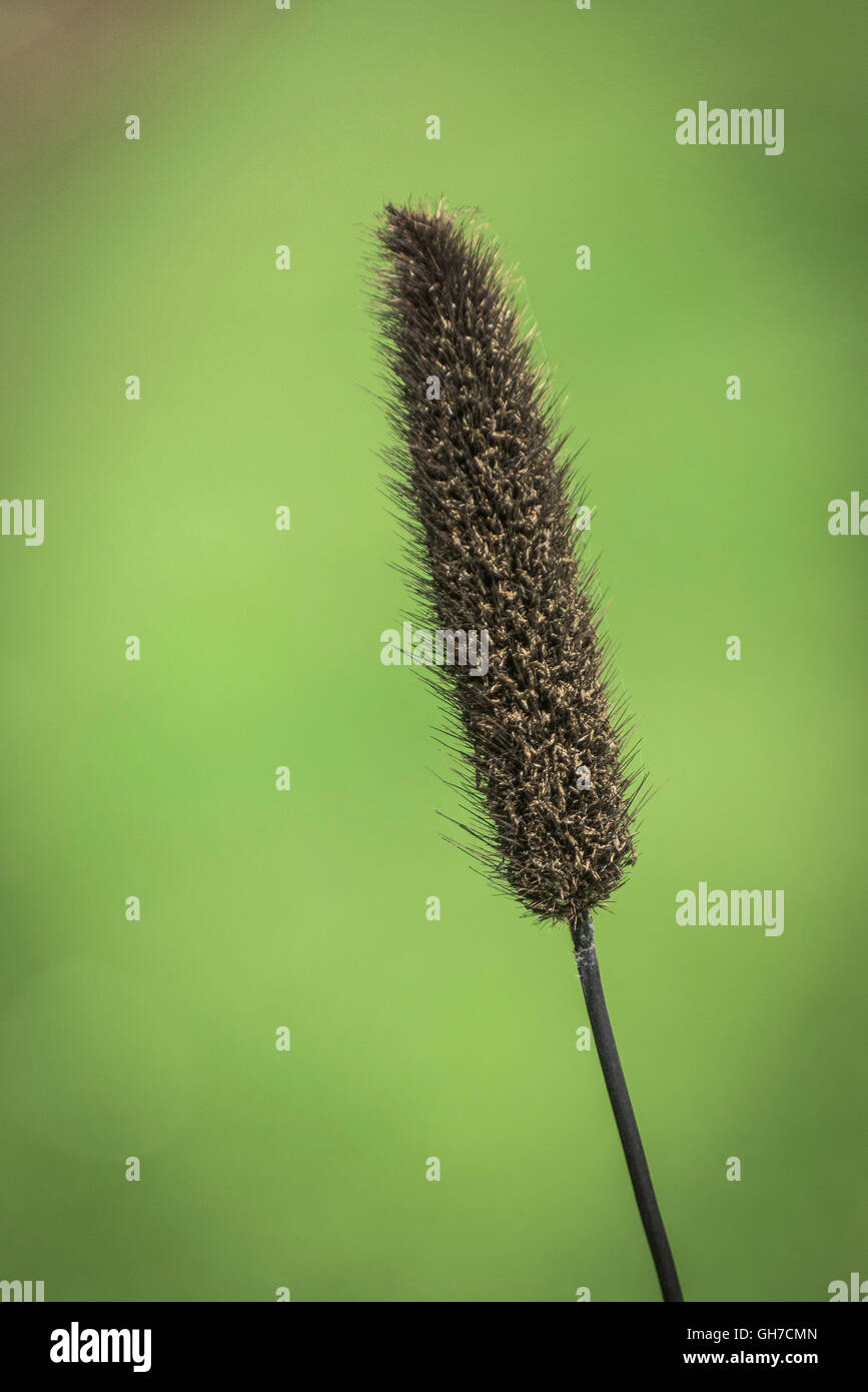 Zier-Hirse.  Lampenputzergras Glaucum. Stockfoto