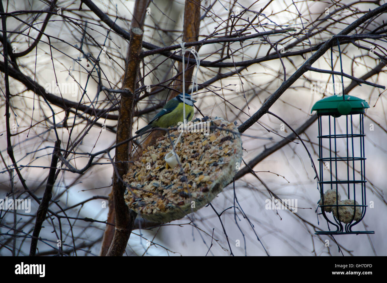 Fütterung der Vögel im Baum auf Winterzeit Stockfoto