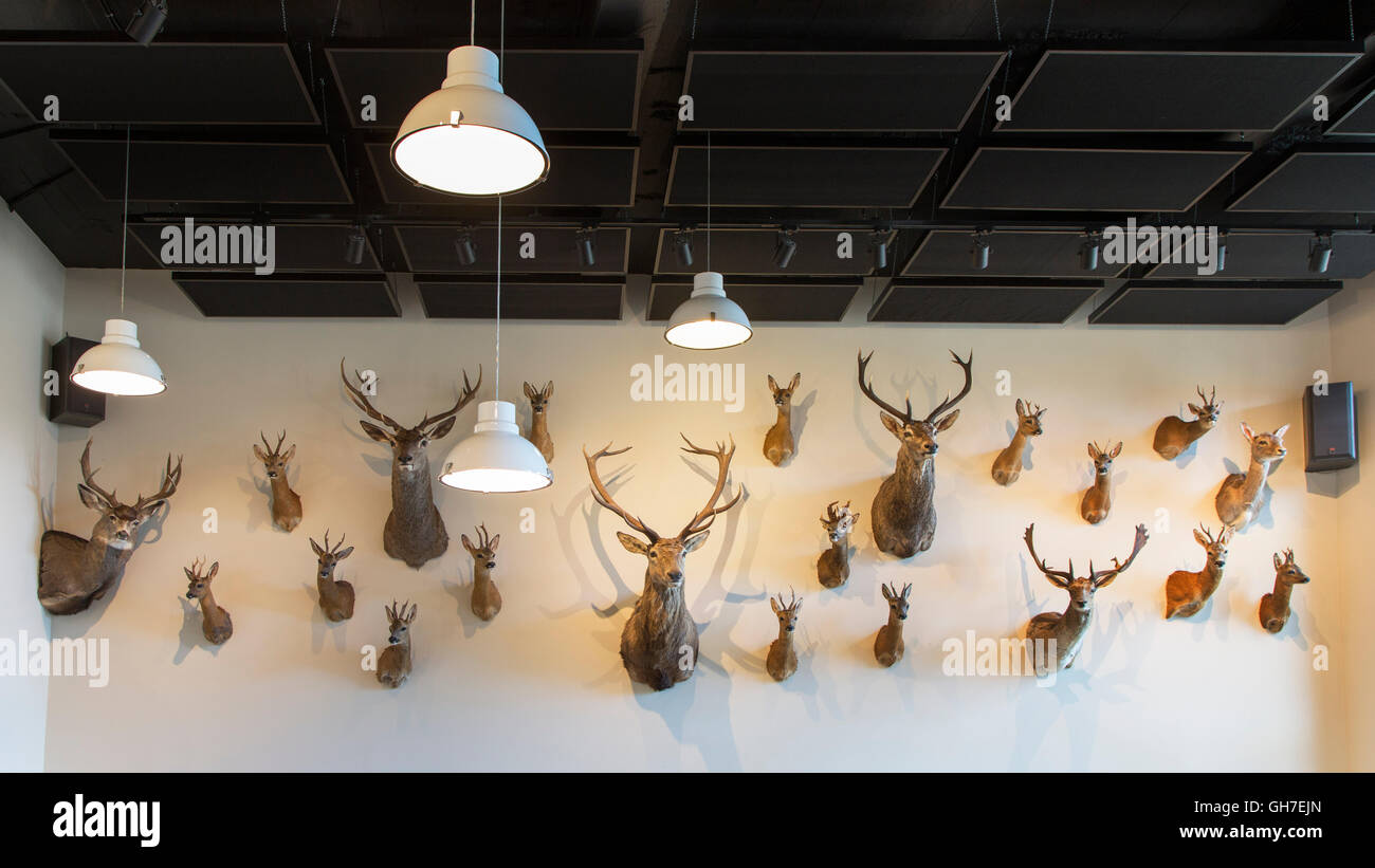 Jagdzimmer Trophäe mit Sammlung von ausgestopften Hirschköpfe als Jagdtrophäen an der Wand hängen Stockfoto