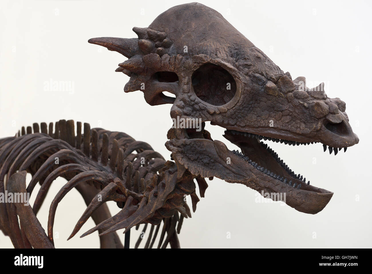 Pachycephalosaurus Herbevorous Dinosaurier Skelett Besetzung von Fissil Knochen von Kreidezeit ROM Royal Ontario Museum Toronto Stockfoto