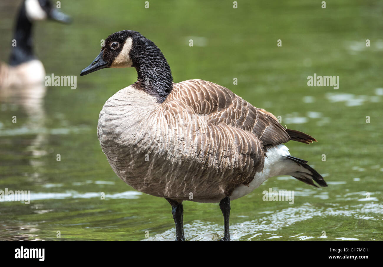 Kanada-Gans sonnte sich auf einem Felsen auf dem Ottawa River.  Große Wasservögel Vogel im Frühling. Stockfoto