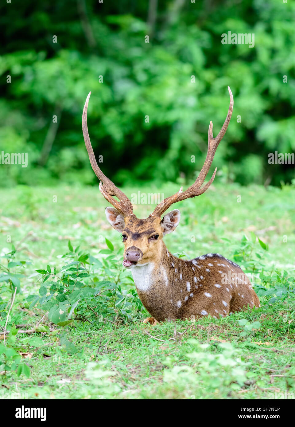 Geschützten Tier, indischen entdeckt Rehe, Achse-Achse, lokaler Name Chital oder Cheetal, in freier Wildbahn in einem Nationalpark mit Textfreiraum Stockfoto