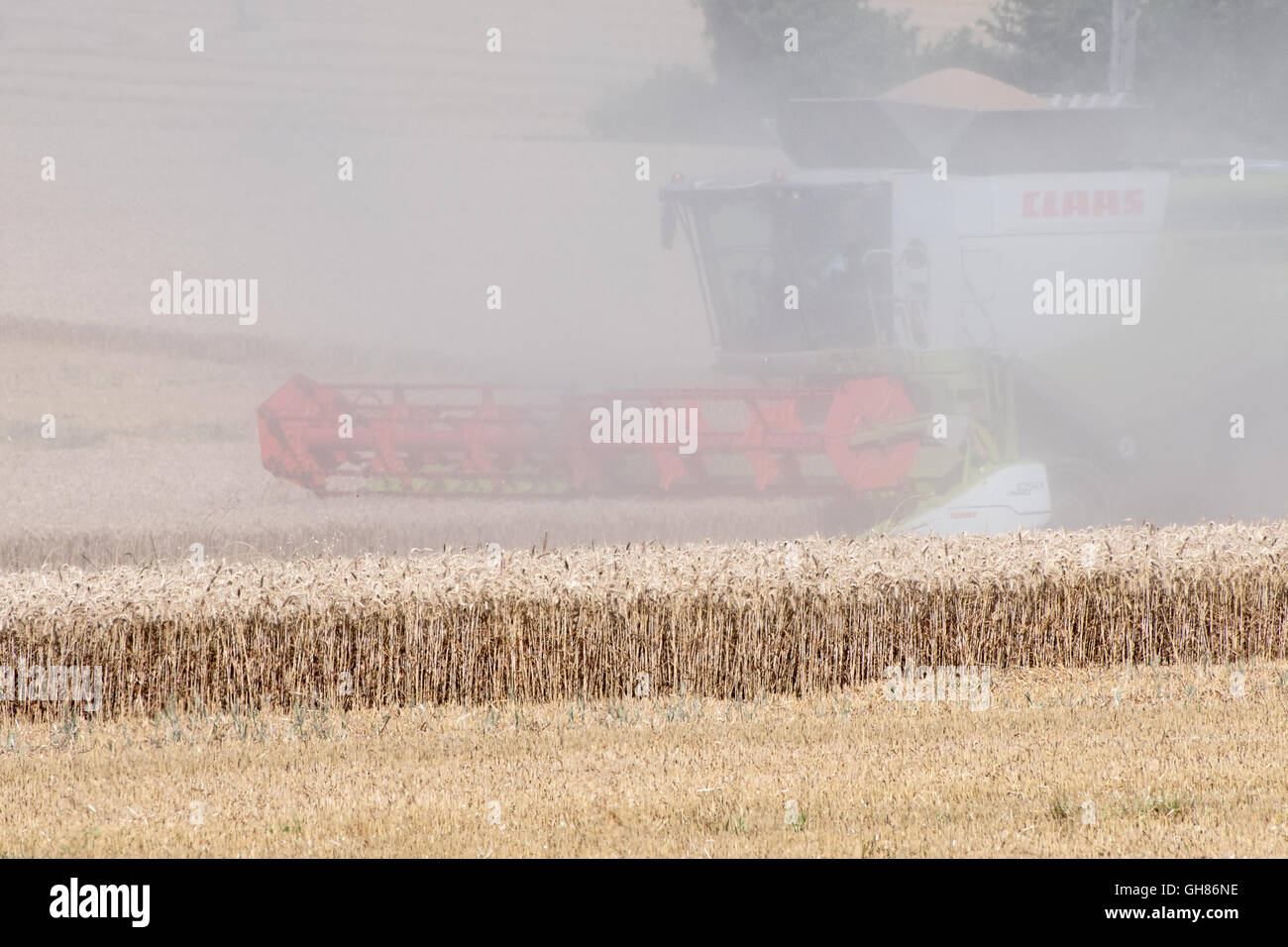 Kent, UK. Dienstag, 9. August 2016. Anfang August sind die Felder von Kent, UK, als der Garten von England, goldbraun mit reifenden Getreide. Ein Mähdrescher arbeitet auf dem Feld Gathereing bei der Ernte. Staubwolken steigen aus dem ausgetrockneten Gebiet. Photo Credit: Hmimages / Alamy Live News. Stockfoto